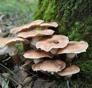 杨树蘑菇（杨树蘑菇的图片）