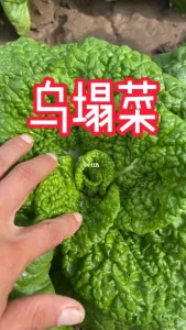 乌塌菜怎么吃(乌塌菜怎么吃最好)