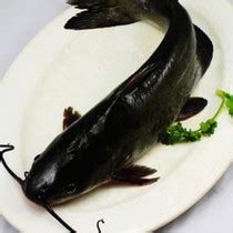 乌江鱼是什么鱼（贵州乌江鱼是什么鱼）