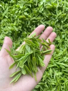 雨前茶好还是明前茶好